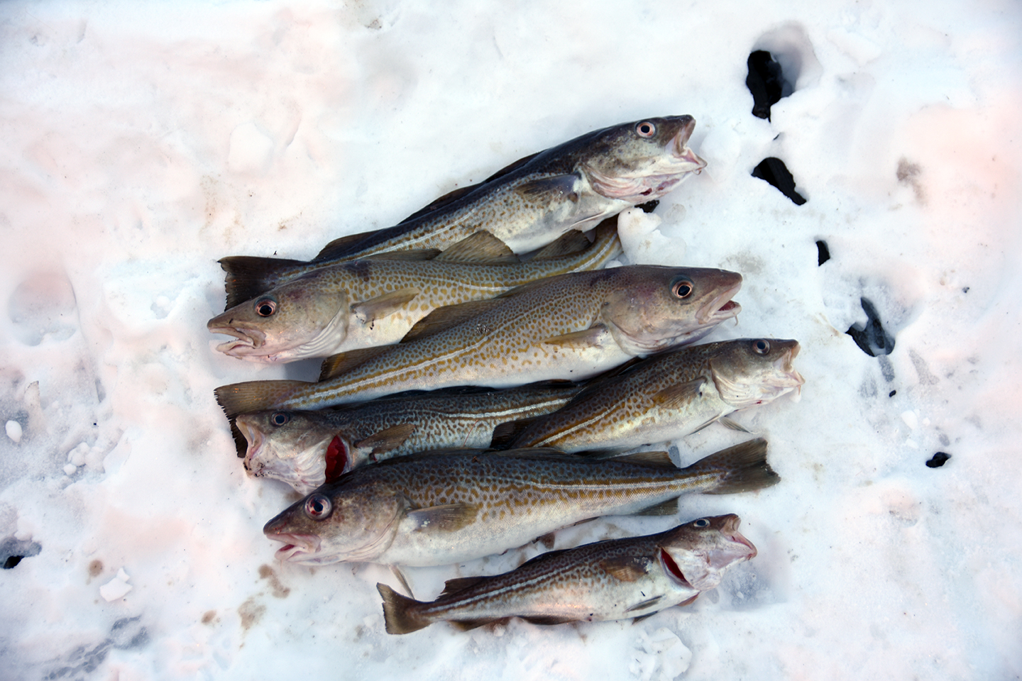 fischen-lyngen-norwegen-paul-held-fang