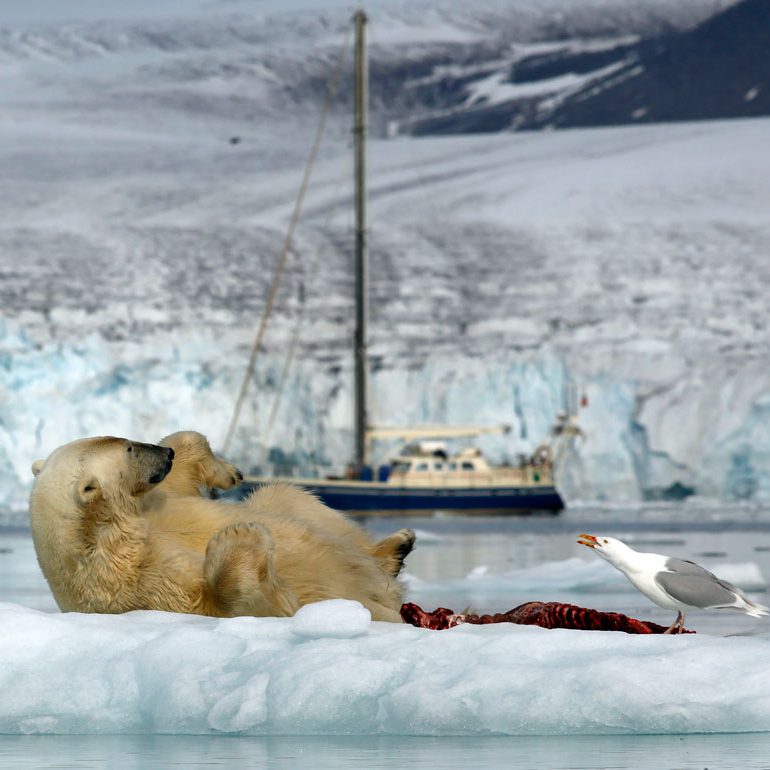 polar bear svalbard