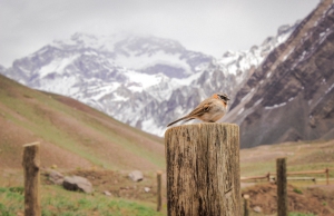 aconcagua-bird