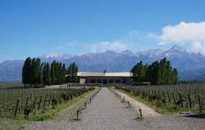 vineyard-mendoza